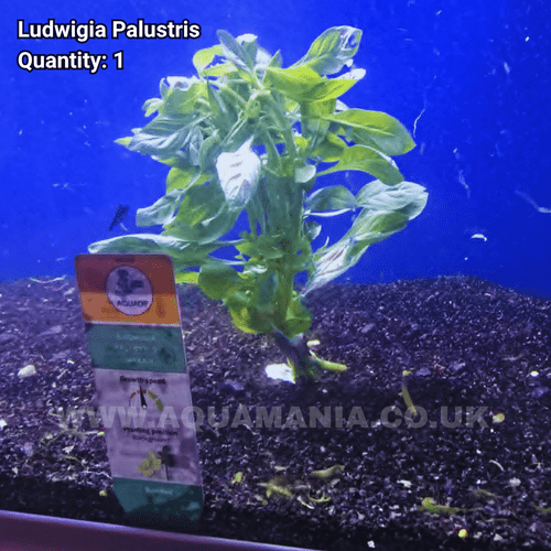Green Ludwigia (Ludwigia Palustris) - Live Aquatic / Fish Plant