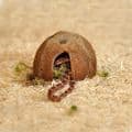 Habistat Hatchling Snake Starter Kit 61x38x20 (Oak or Black)