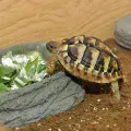 Habistat Tortoise Pool (Range)