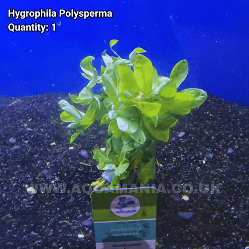 Hygrophilia (Hygrophila Polysperma) - Live Aquatic / Fish Plant