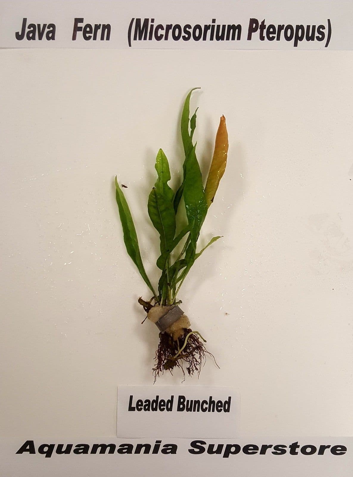 Java fern Microsorium Pteropus - Live Aquatic / Fish Plant
