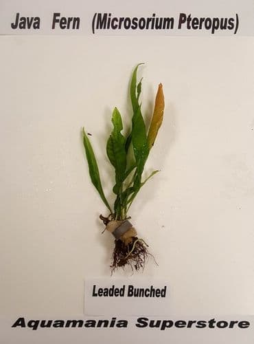 Java fern (Microsorium Pteropus) - Live Aquatic / Fish Plant