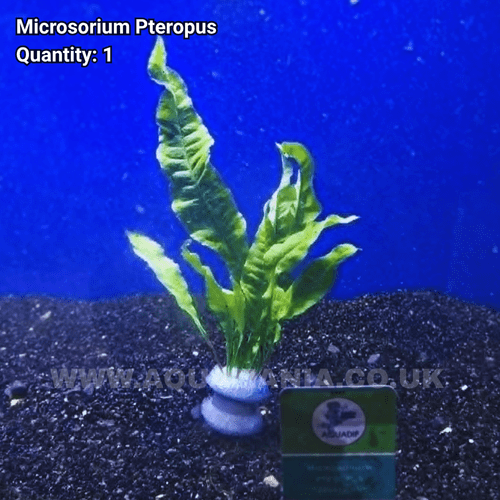 Java fern (Microsorium Pteropus) - Live Aquatic / Fish Plant