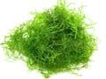 Java Moss (Vesicularia Dubyana) - Live Aquatic / Fish Plant