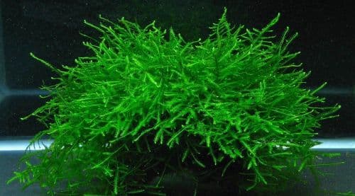 Java Moss (Vesicularia Dubyana) - Live Aquatic / Fish Plant