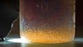 Live Baby Brine Shrimp - Live Fish Food