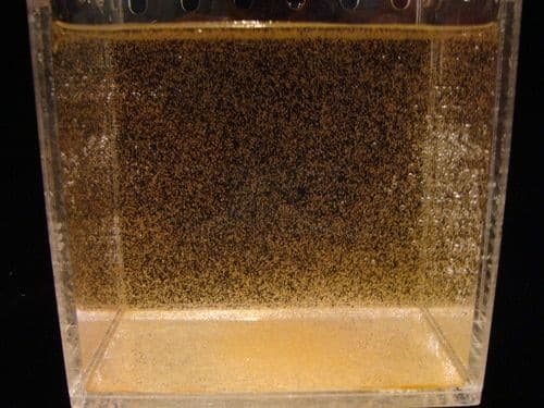 Live Baby Brine Shrimp - Live Fish Food