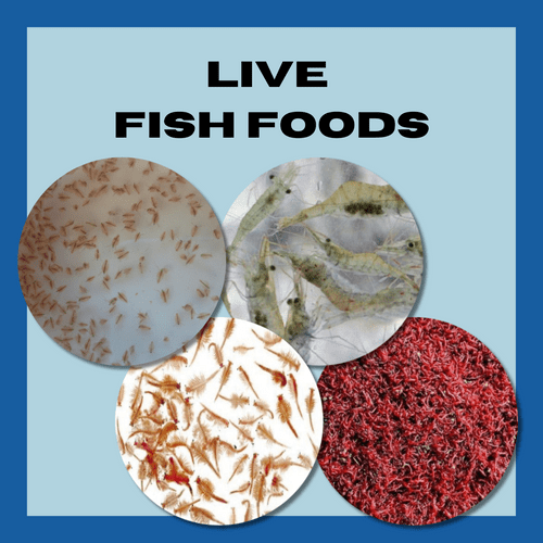 Live Bagged Fish Food