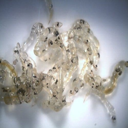 Live Glassworms / White Mosquito Larvae - Bulk Live Fish Food