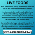 Live Jumbo Bloodworm - Live Fish Food