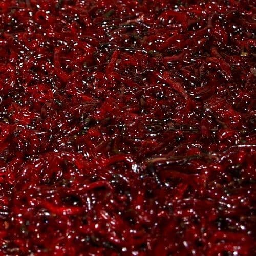 Live Jumbo Bloodworm - Live Fish Food