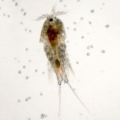 Live Marine Copepods - Live Fish Food