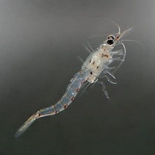 Live Mysis Shrimp - Live Fish Food
