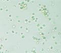 Live Phytoplankton Nannochloropsis Gaditana - Live Fish Food