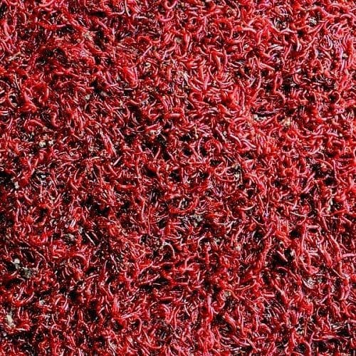 Live Small Bloodworm - Live Fish Food