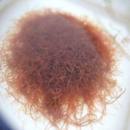 Live Tubifex (Sludge Worms) - Live Fish Food