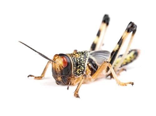 Locusts / Hoppers - Reptile Live Food