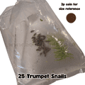 Malaysian Trumpet Snails - Live Fish Food (Great for Puffer fish)