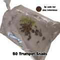 Malaysian Trumpet Snails - Live Fish Food (Great for Puffer fish)