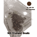 Malaysian Trumpet Snails - Live Fish Food (Great for Puffer fish)