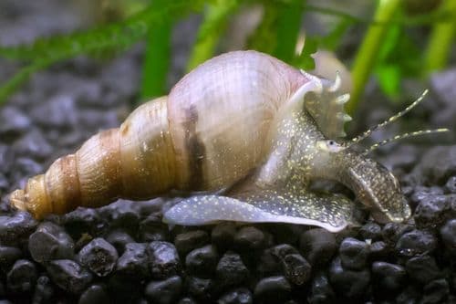 Malaysian Trumpet Snails - Live Fish Food (Great for Puffer fish)