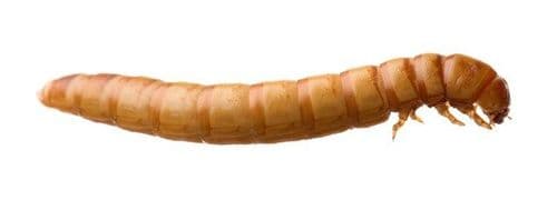 Mealworms - Reptile Live Food