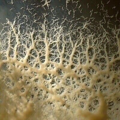 Microworms Starter Culture Bag - Live Fish Food (50-75g+)