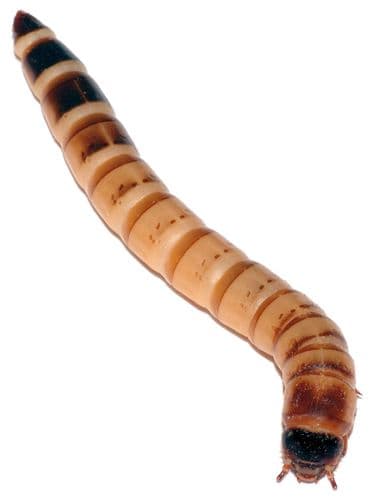 Morio Worms - Reptile Live Food