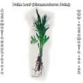 Palm leaf (Chamaedorea elegans) - Live Aquatic / Fish Plant