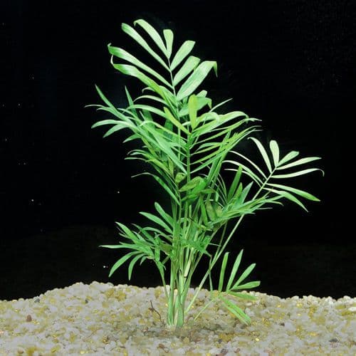 Palm leaf (Chamaedorea elegans) - Live Aquatic / Fish Plant