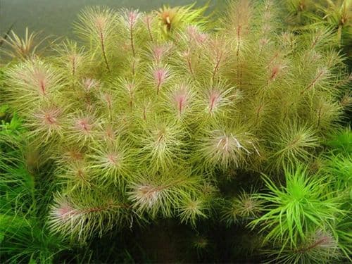 Pink Pipe brush (Rotala Wallichii) - Live Aquatic / Fish Plant
