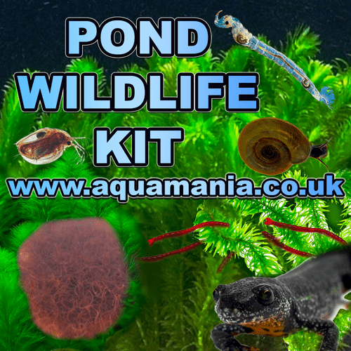 Pond Wildlife Kit - Mixed Live Food & Plants Kits - Live Fish Food and Plants