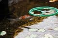 Pontec PondoFeed Ring Feeding