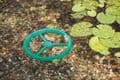 Pontec PondoFeed Ring Feeding