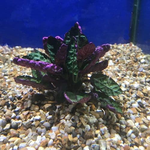 Purple Dock leaf (Hemigraphis Colorata) - Live Aquatic / Fish Plant