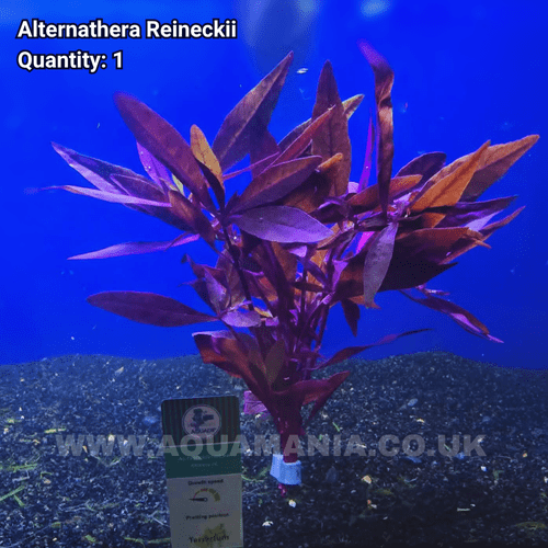 Purple Stricta (Alternanthera reineckii - Live Aquatic / Fish Plant