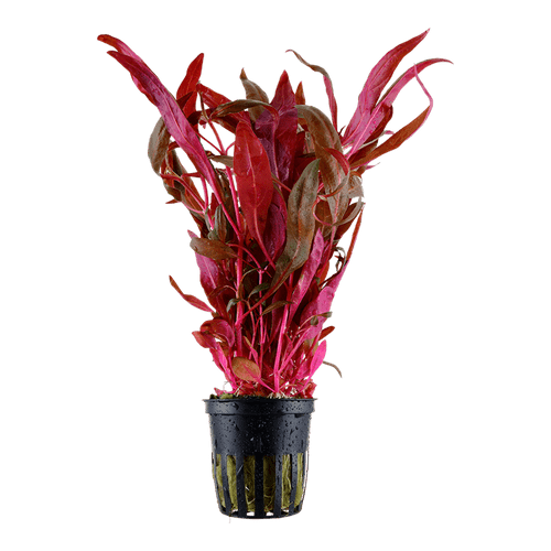 Purple Stricta (Alternanthera reineckii - Live Aquatic / Fish Plant