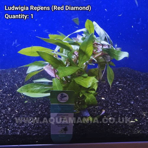 Red Diamond Leaf Ludwigia (Ludwigia Repens) - Live Aquatic / Fish Plant