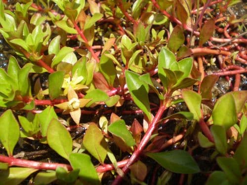 Red Ludwigia (Ludwigia Repens) - Live Aquatic / Fish Plant