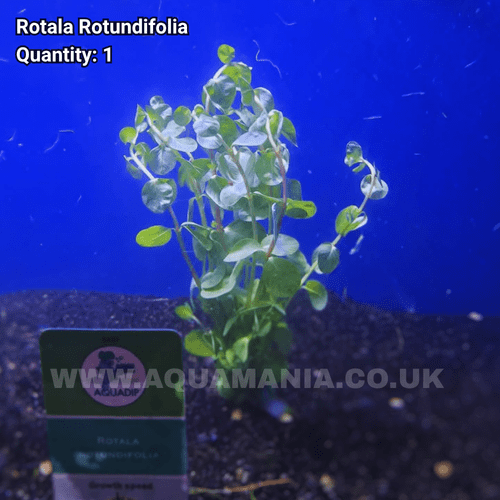 Red Round Leaf / Dwarf Rotala (Rotala Rotundifolia) - Live Aquatic / Fish Plant