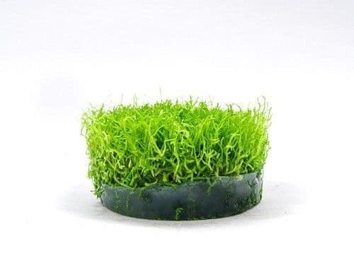 Riccia Moss (Riccia Fluitans) - Live Aquatic / Fish Plant