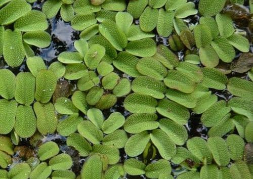 Salvinia Natans Floating Plant - Live Aquatic Plant
