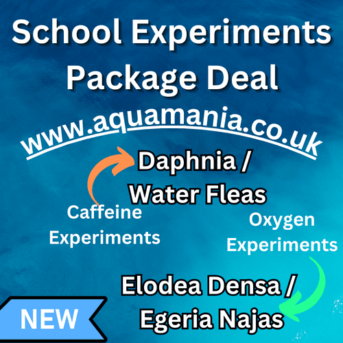 School Experiments Package - Daphnia and Oxygenating Plants