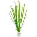 Straight Vallis (Vallisinera Spiralis) - Live Aquatic / Fish Plant