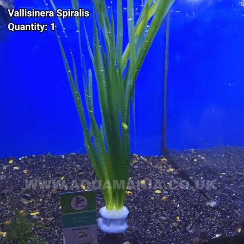 Straight Vallis (Vallisinera Spiralis) - Live Aquatic / Fish Plant