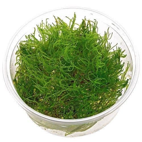 Taiwan Moss (Taxiphýllum altérnans) - Live Aquatic / Fish Plant