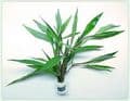 Thai Stricta (Nomaphilia Stricta) - Live Aquatic / Fish Plant