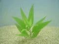 Thai Stricta (Nomaphilia Stricta) - Live Aquatic / Fish Plant