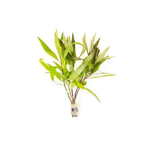 Thai Stricta (Nomaphilia Stricta) - Live Aquatic / Fish Plant