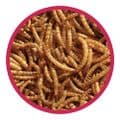 Walter Harrison's High Energy Mealworms
